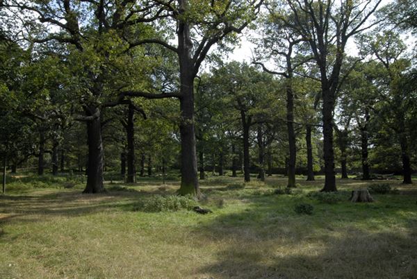 Richmond Park (01/05/2019)