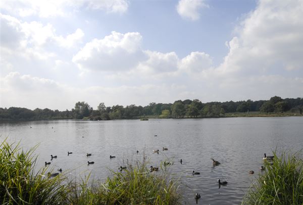 Richmond Park (01/05/2019)