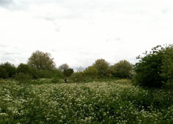 Walthamstow Marshes (30/04/2018)