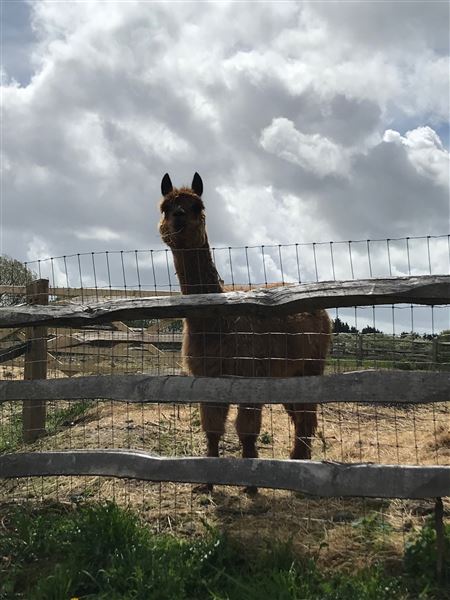 Honeybee Farm (01/05/2023 - Credits: submitted by: Jo Thompson)