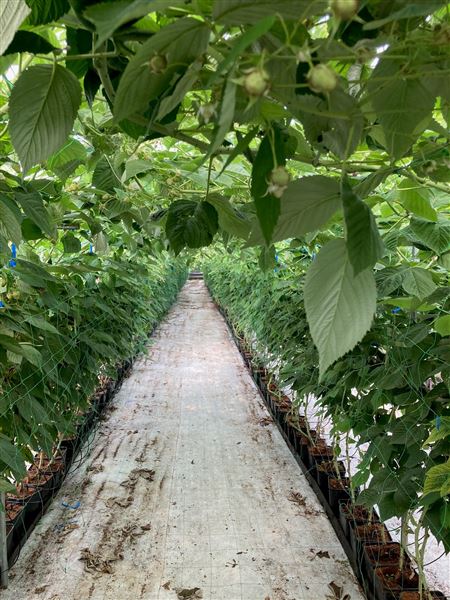 Honeybee Farm (01/05/2023 - Credits: submitted by: Jo Thompson)