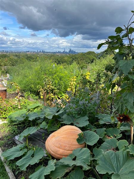Grange Lane Allotments (01/09/2023 - Credits: submitted by: Tyrrell  Evans)