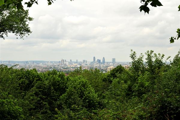 One Tree Hill, Honor Oak Park (01/05/2019)