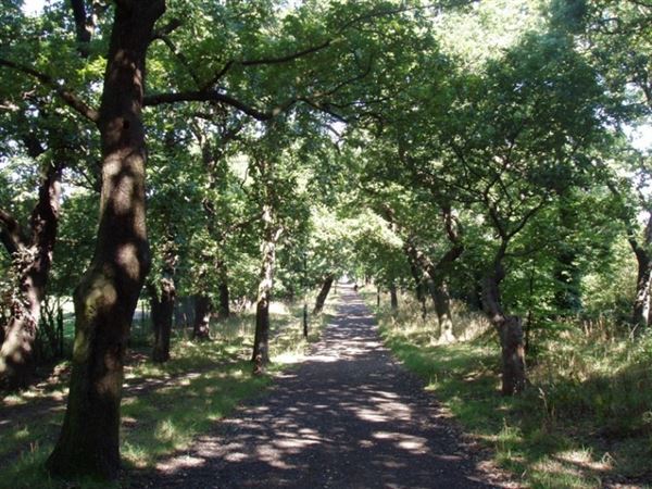 Sydenham Hill Wood (01/05/2019)