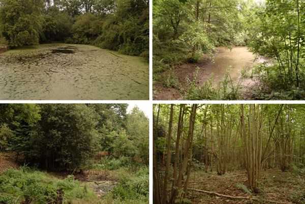 Scadbury Park (01/05/2019)