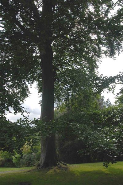 Hampstead Heath - the Hill Garden and Pergola (01/05/2019)