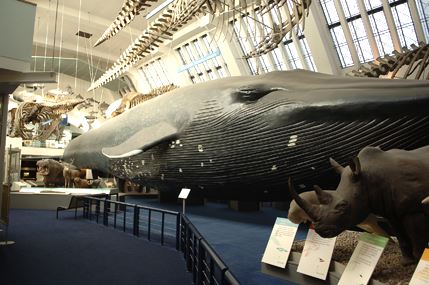 Natural History Museum (01/05/2019)