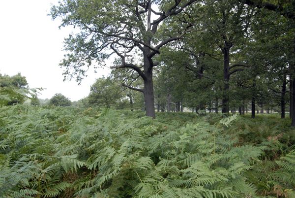 Richmond Park (01/05/2019)