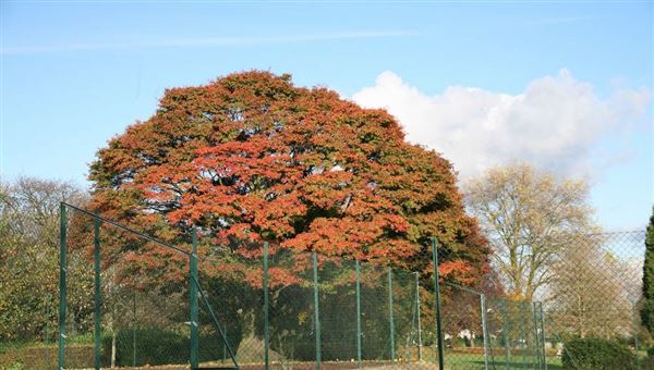 Hendon Park (01/05/2018)