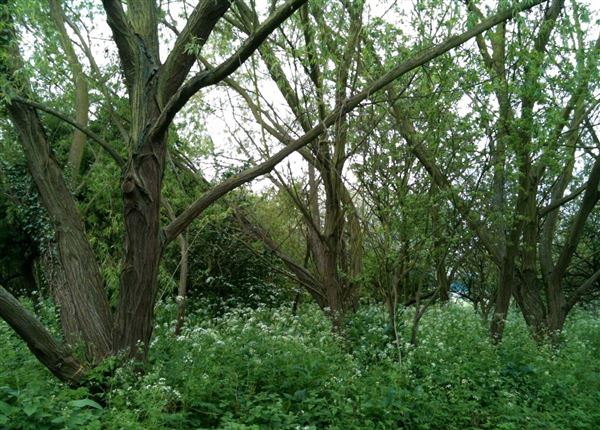 Walthamstow Marshes (30/04/2018)