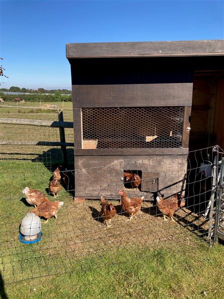 Honeybee Farm (01/05/2023 - Credits: submitted by: Jo Thompson)