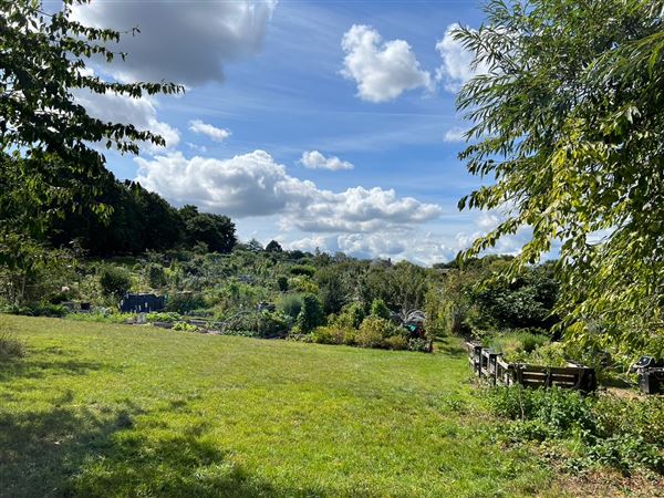 Grange Lane Allotments (01/09/2023 - Credits: submitted by: Tyrrell  Evans)