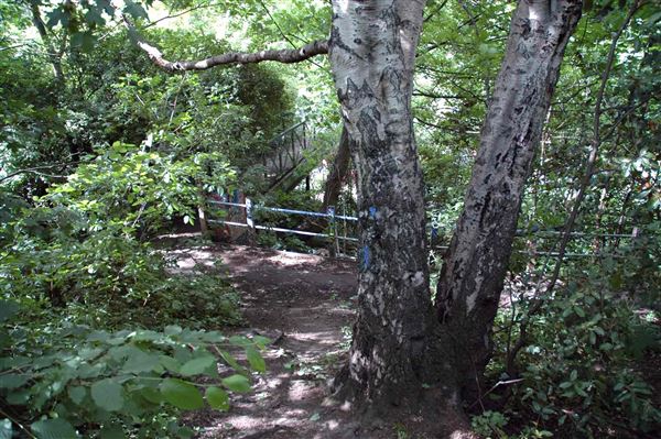 Parkland Walk (01/05/2019)