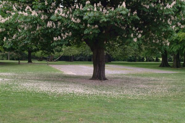 Valentines Park (01/05/2019)