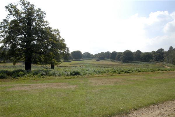 Richmond Park (01/05/2019)