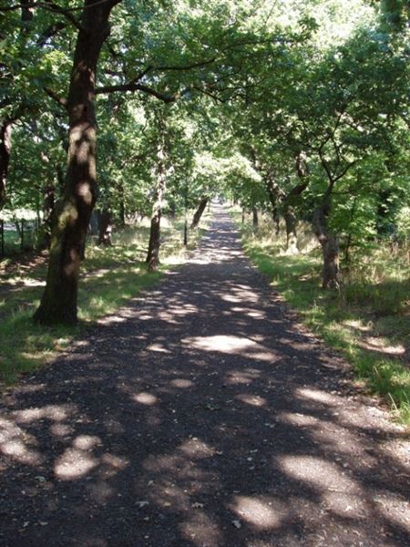 Sydenham Hill Wood (01/05/2019)