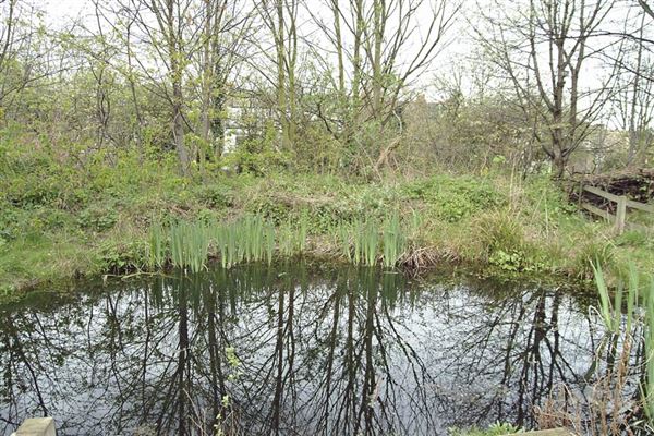 Railway Fields Nature Reserve (01/05/2019)