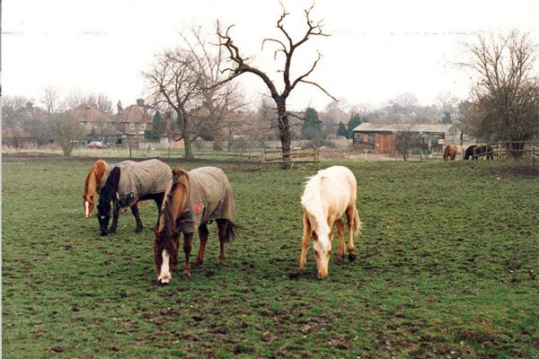 Fryent Country Park (01/05/2019)