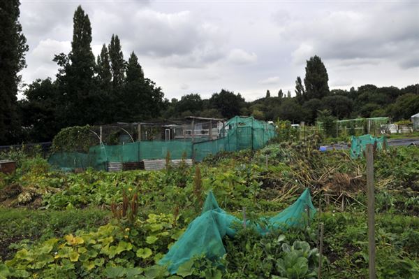 Birchen Grove Allotments (01/05/2019)