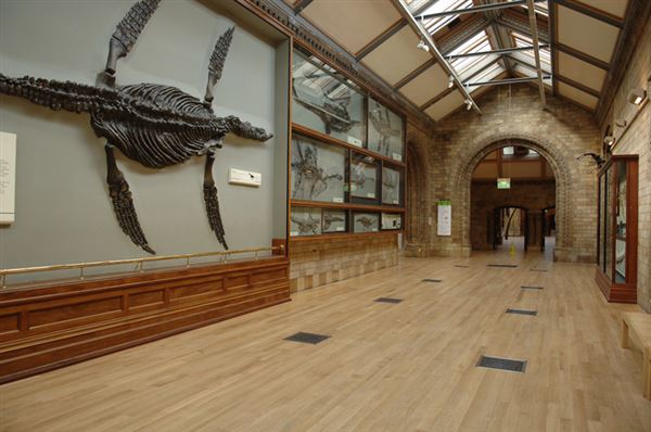 Natural History Museum (01/05/2019)