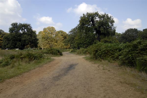 Richmond Park (01/05/2019)