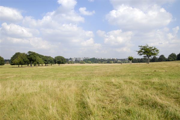 Richmond Park (01/05/2019)