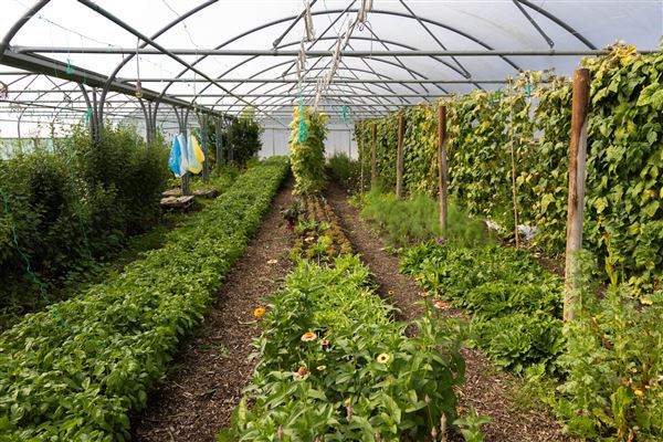 Soul Farm (25/03/2026 - Credits: submitted by: Jo Thompson)